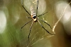 Spinne